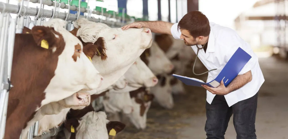 💉 Vitaminas y reproducción animal: el secreto para una producción más eficiente